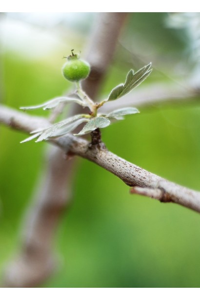 Глід одноматочковий Компакта (кулястий) | Боярышник однопестичный Компакта (шаровидный) | Crataegus monogyna Сompacta
