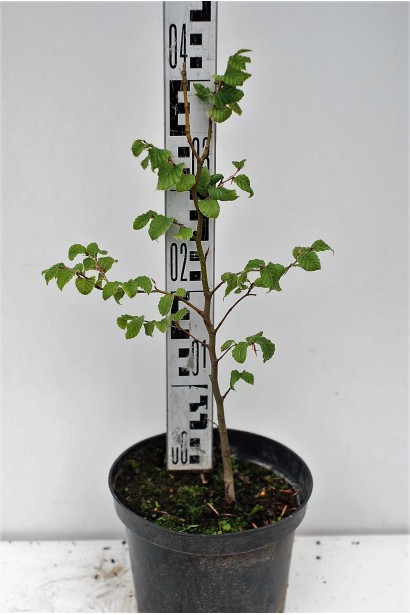 Саджанець бука лісового в контейнері 3 л, висота 30-40 см