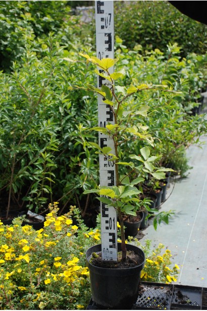 Бук лісовий саджанець в горщику 5 л 60-80 см 