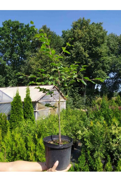 Бук лісовий саджанець С3 в садовому центрі