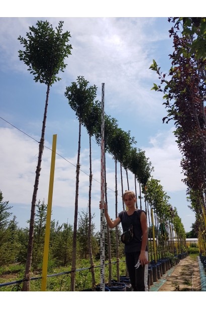 Вишня кустовая Умбракулифер на штамбе в питомнике