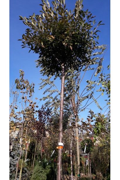 Prunus cerasus Umbraculifera