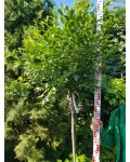 Вишня кущова Умбракуліфера (шароподібна) | Вишня кустарниковая Умбракулифера (шаровидная) | Prunus cerasus Umbraculifera