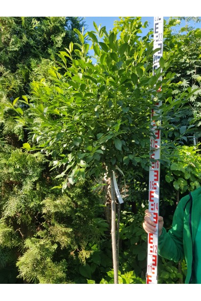 Вишня кустовая Умбракулифер штамб 160 см