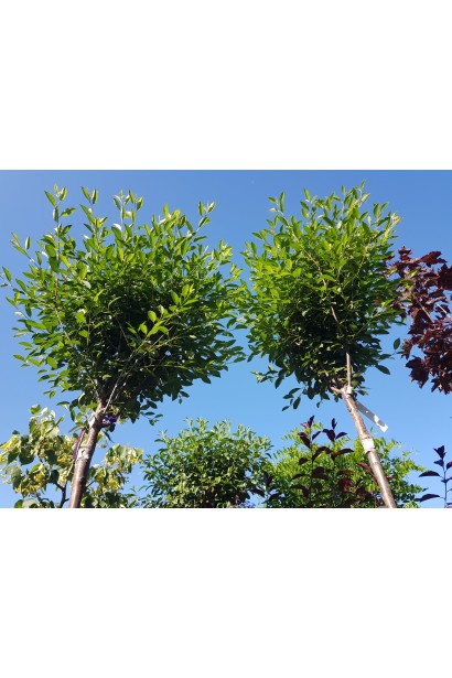 Вишня кустарниковая Умбракулифера (шаровидная)