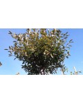 Вишня кустарниковая Умбракулифера (шаровидная) | Вишня кущова Умбракуліфера (шароподібна) | Prunus cerasus Umbraculifera