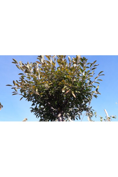 Шаровидная крона вишни Умбракулифера