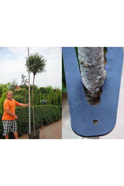 Prunus Umbraculifera