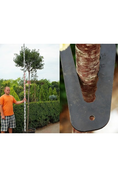 Вишня кустовая Умбракулифер обхват ствола 8-10 см