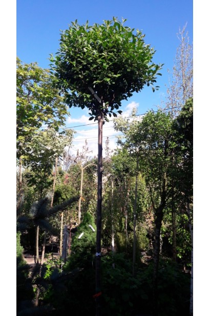 Вишня на штамбе Кулифера