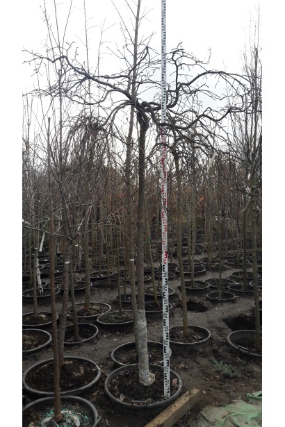 В’яз плакучий Кампердауні саджанець восени