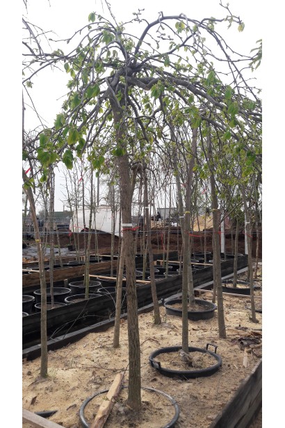 В’яз плакучий Кампердауні на штамбі