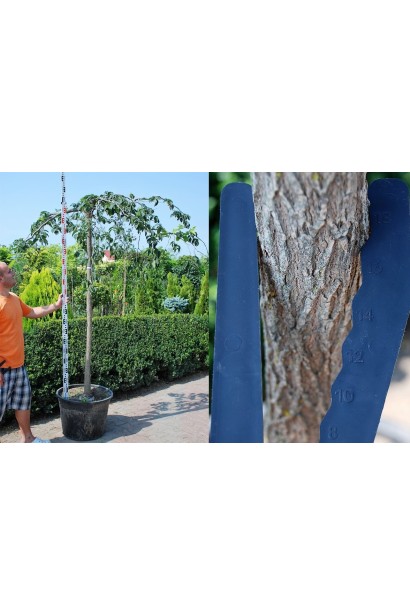 В’яз плакучий Кампердауні обхват стовбура 16-18 см