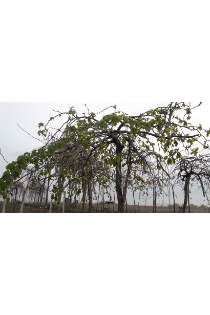 В’яз плакучий Кампердауні крона