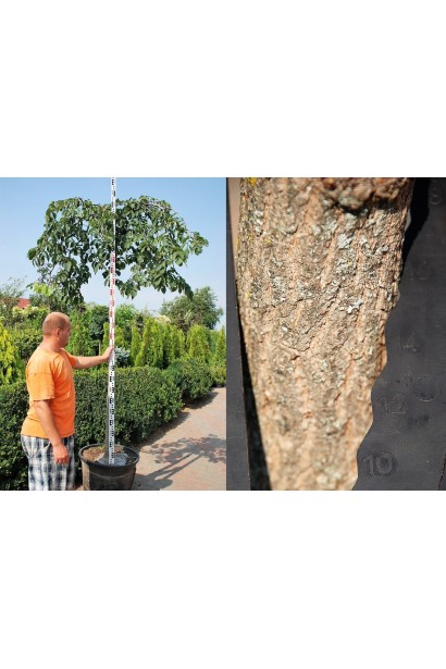 В’яз плакучий Кампердауні обхват стовбура 14-16 см