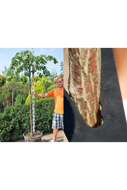 В’яз плакучий Кампердауні обхват стовбура 8-10 см