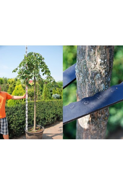 В`яз плакучий Кампердауні штамб, обхват стовбура 12-14 см