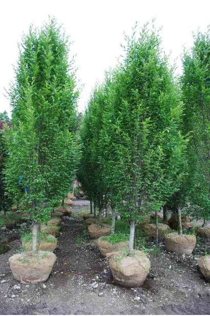 Граб звичайний Фастігіата (колоноподібний) | Граб обыкновенный Фастигиата (колоновидный) | Carpinus betulus Fastigiata