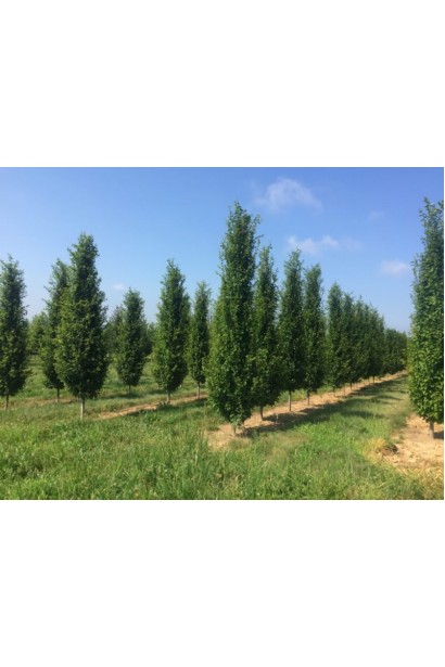 Граб звичайний Фастігіата (колоноподібний) | Граб обыкновенный Фастигиата (колоновидный) | Carpinus betulus Fastigiata