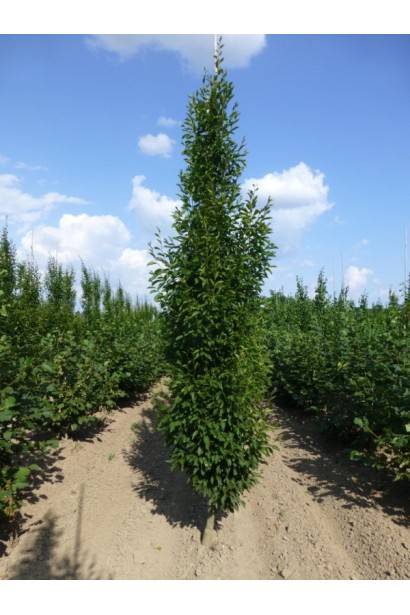 Граб звичайний Фастігіата (колоноподібний) | Граб обыкновенный Фастигиата (колоновидный) | Carpinus betulus Fastigiata