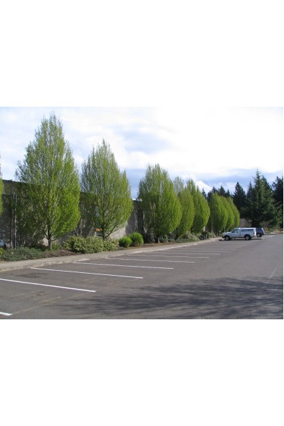 Граб звичайний Фастігіата (колоноподібний) | Граб обыкновенный Фастигиата (колоновидный) | Carpinus betulus Fastigiata