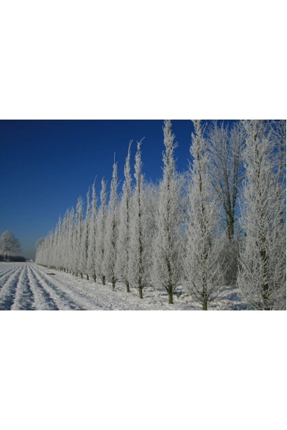 Граб звичайний Фастігіата (колоноподібний) | Граб обыкновенный Фастигиата (колоновидный) | Carpinus betulus Fastigiata