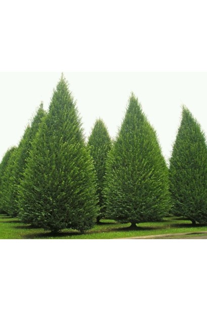 Граб звичайний Фастігіата (колоноподібний) | Граб обыкновенный Фастигиата (колоновидный) | Carpinus betulus Fastigiata