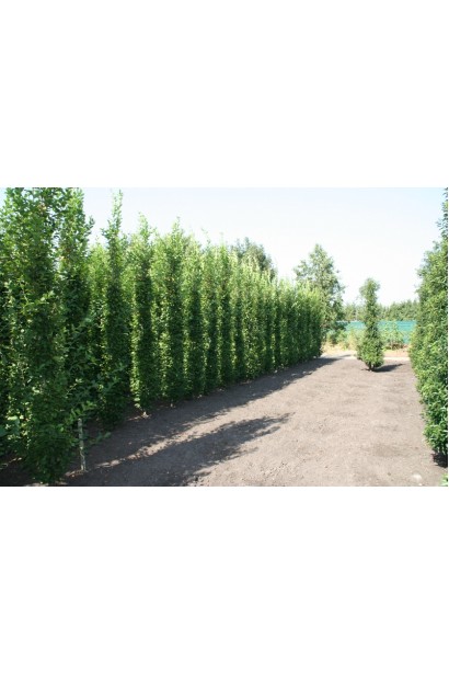 Граб звичайний Фастігіата (колоноподібний) | Граб обыкновенный Фастигиата (колоновидный) | Carpinus betulus Fastigiata