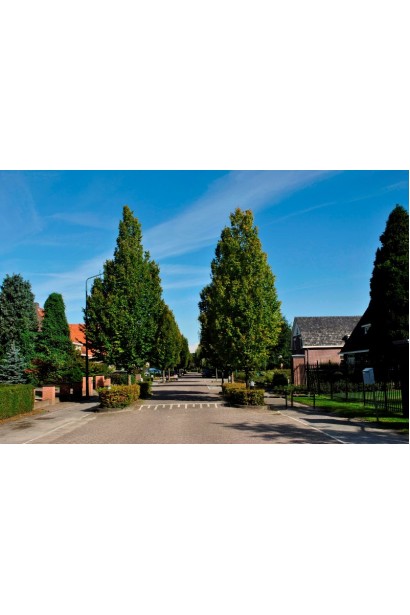 Граб звичайний Фастігіата (колоноподібний) | Граб обыкновенный Фастигиата (колоновидный) | Carpinus betulus Fastigiata