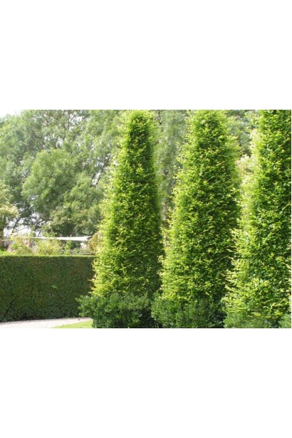 Граб звичайний Фастігіата (колоноподібний) | Граб обыкновенный Фастигиата (колоновидный) | Carpinus betulus Fastigiata