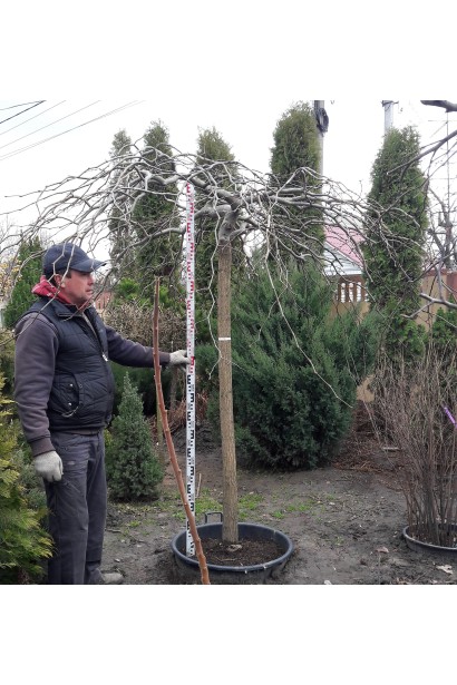 Граб звичайний Пендула на штамбі