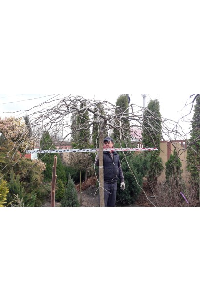 Граб звичайний Пендула діаметр крони 200-240 см