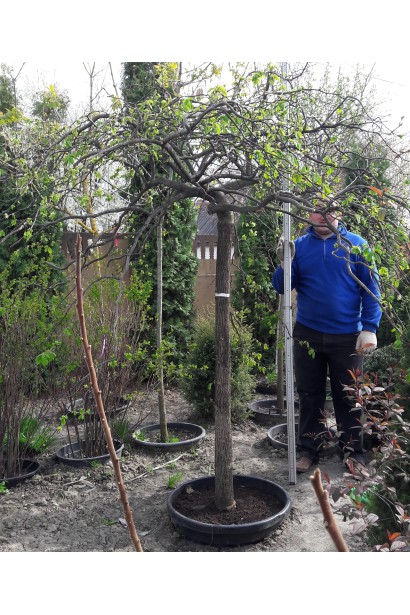 Граб звичайний Пендула в садовому центрі