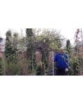 Граб звичайний Пендула (плакучий) | Граб обыкновенный Пендула (плакучий) | Carpinus betulus Pendula