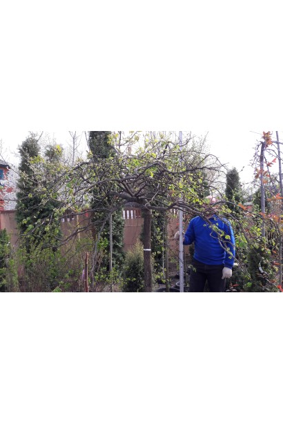 Граб звичайний Пендула щеплена форма