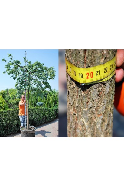 Граб звичайний Пендула обхват стовбура 18-20 см