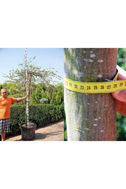 Граб звичайний Пендула обхват стовбура 24-26 см