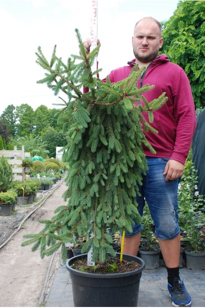 Ель обыкновенная Инверса в контейнере