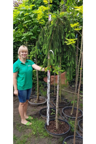 Ель обыкновенная плакучая Инверса в садовом центре