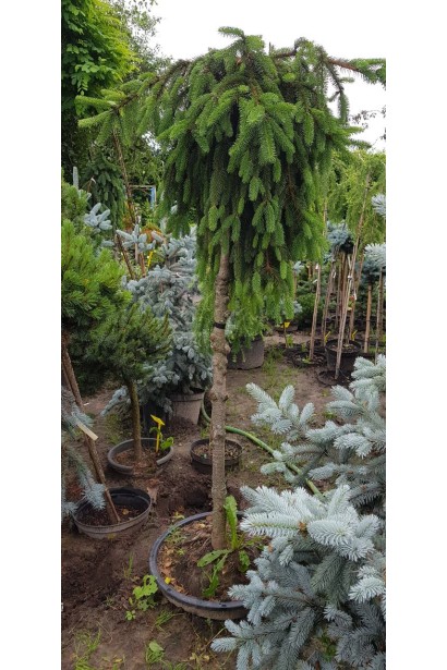 Ель плакучая Инверса на штамбе