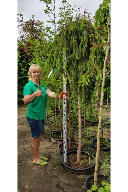 Ель европейская Инверса на штамбе