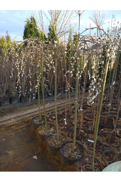 Верба  Кілмарнок на штамбі саджанці