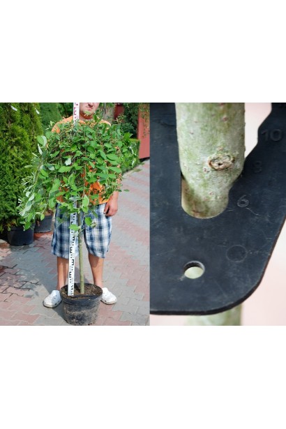 Верба  Кілмарнок на штамбі обхват стовбура 6-8 см