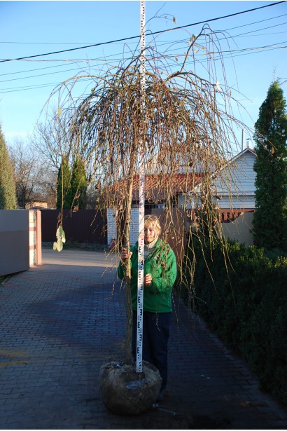 Верба  Кілмарнок на штамбі з комом землі