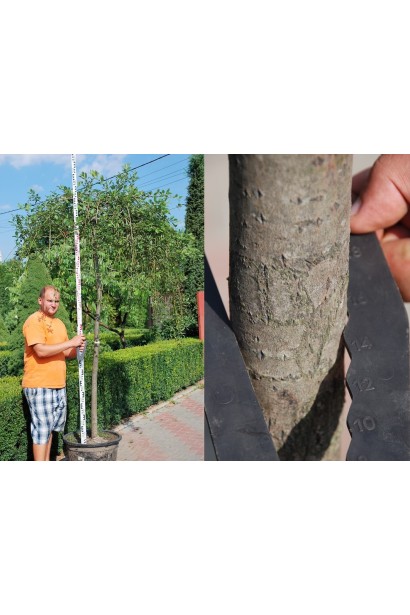 Верба повисла Кілмарнок на штамбі обхват стовбура 14-16 см