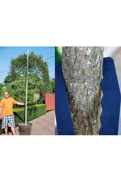 Верба козяча Кілмарнок штамб обхват стовбура 16-18 см