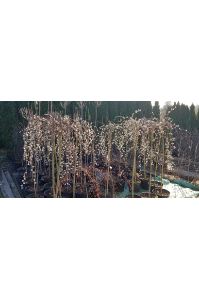 Верба козяча Кілмарнок на штамбі саджанці в горщику