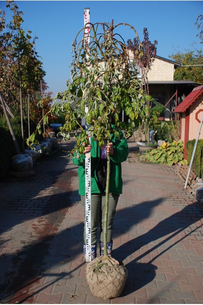 Верба козяча Кілмарнок на штамбі з комом землі в мішковині