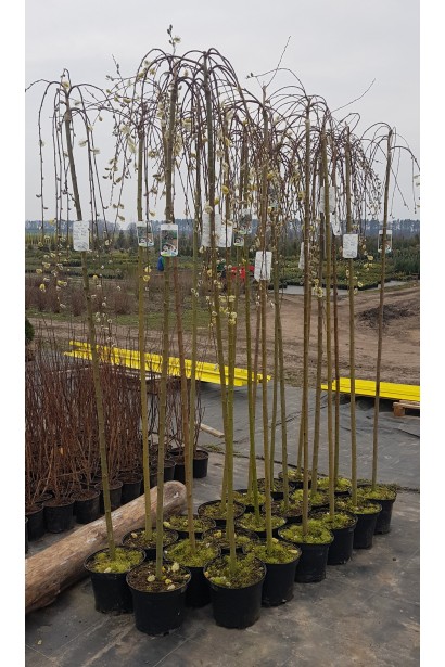 Верба плакуча Кілмарнок на штамбі контейнер