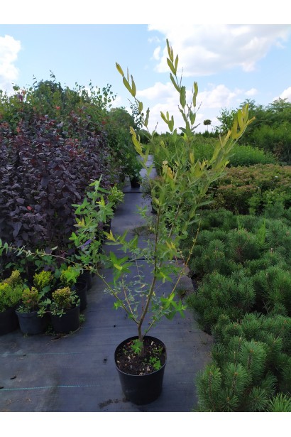 Ива цельнолистая Хакуро-Нишики в контейнере 5 л